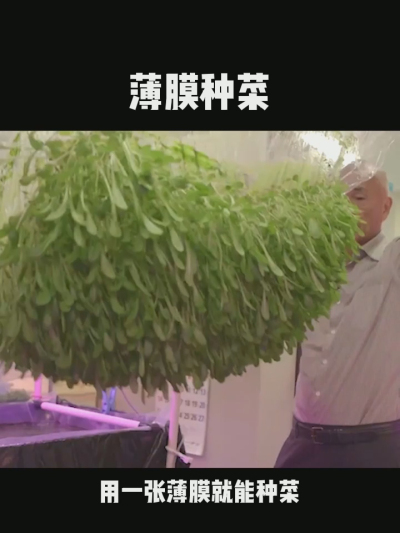 无土栽培的新模式，一张薄膜就能种菜，你见过吗？