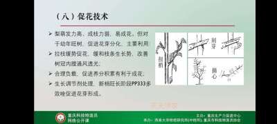 学习梨技术，提升自己。