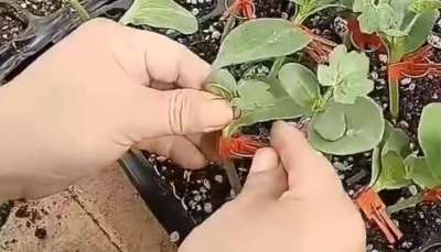 西瓜挂接和贴接的管理