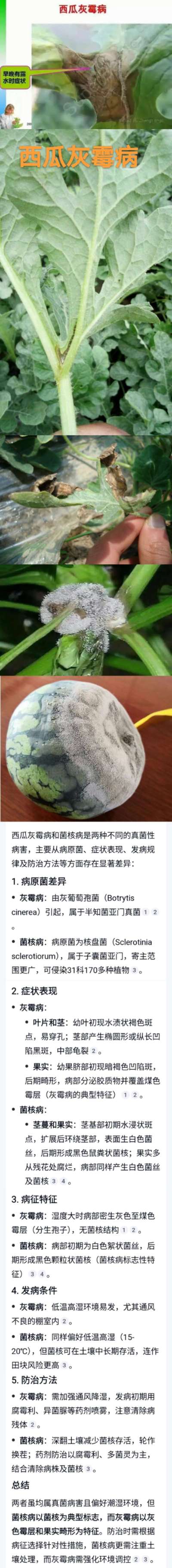 西瓜灰霉病和菌核病的识别