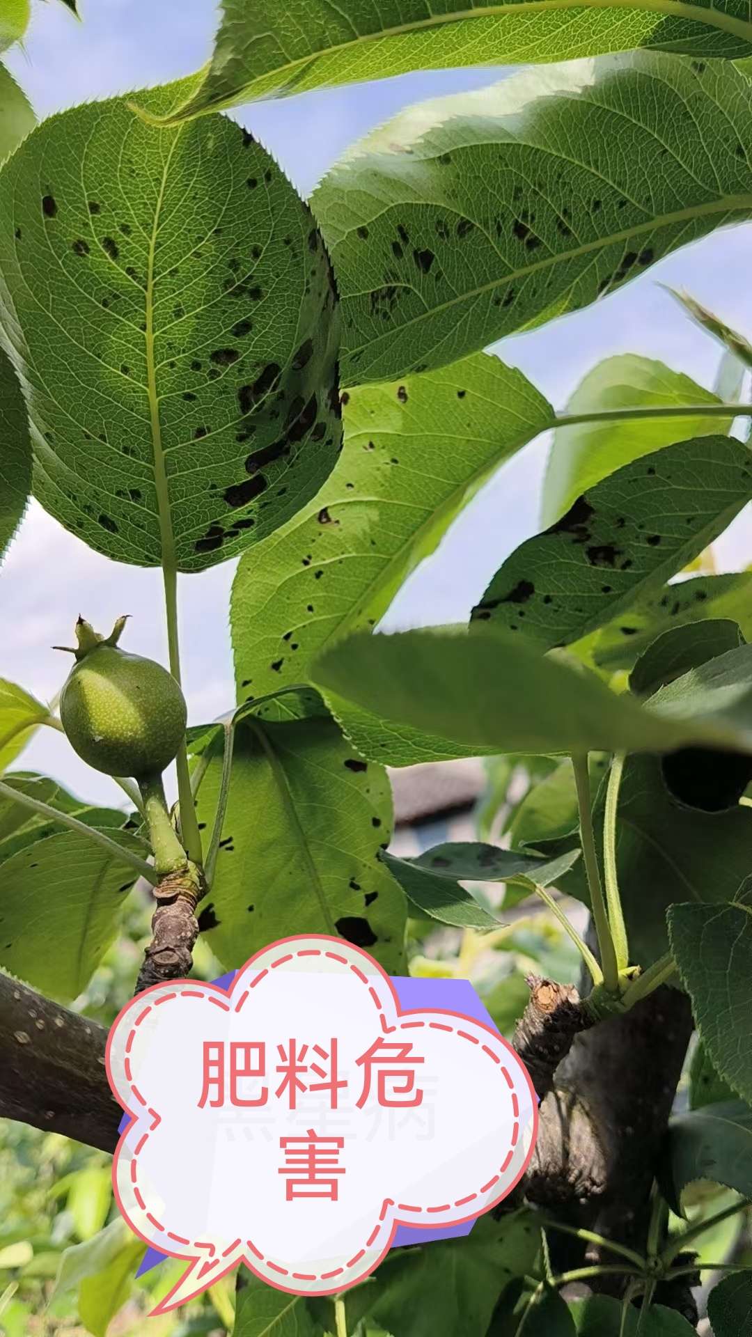 http://st-static1.hexicha.com/forums/2025/04/28/17458196582605.jpeg