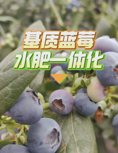 基质蓝莓水肥一体化系统，华维灌溉成套好用。