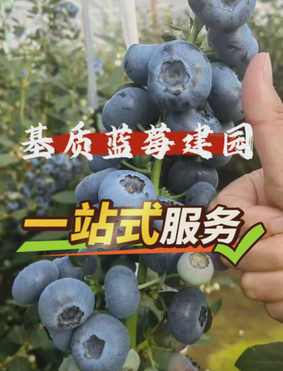 ACA第六谷&middot;蓝莓谷，基质蓝莓从建园到运营一站式管家服务...