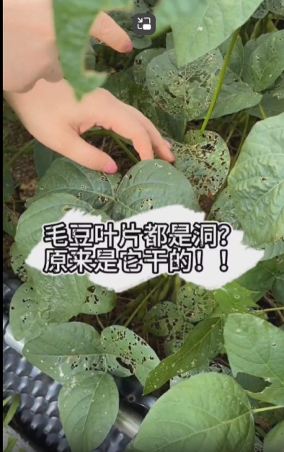 毛豆叶片都是洞，原来不是青虫吃的？