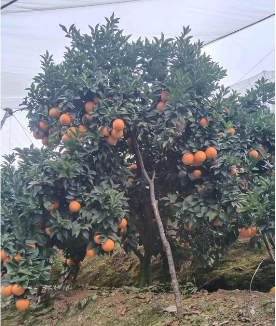 江西赣州寻乌的脐橙🍊、蜜橘🍊，咱家的赣南脐橙和寻乌蜜橘都是爸妈在自家果园防虫网棚