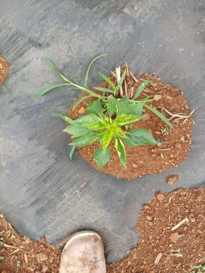 下雨过后的辣椒疾病