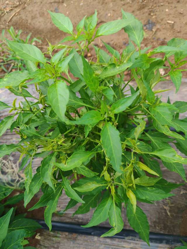 http://st-static1.hexicha.com/forums/2025/06/20/17504228914731.jpeg