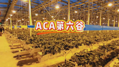 #ACA第六谷 模式，打造#ACA作物工厂，规划建园到栽培种植水肥管理一站式服务！#可控农业 #华维集团