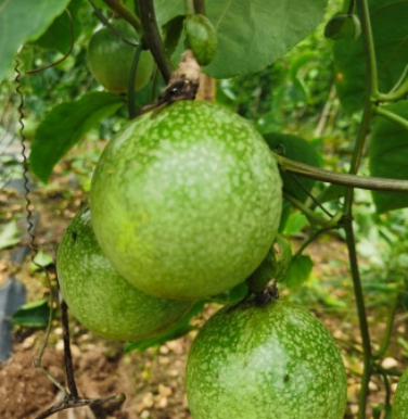 http://st-static1.hexicha.com/forums/2025/07/16/17526336017590.png