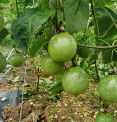 http://st-static1.hexicha.com/forums/2025/07/16/17526336018872.png