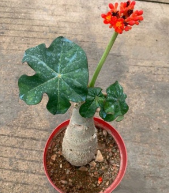 http://st-static1.hexicha.com/forums/2025/07/28/17536693004033.png