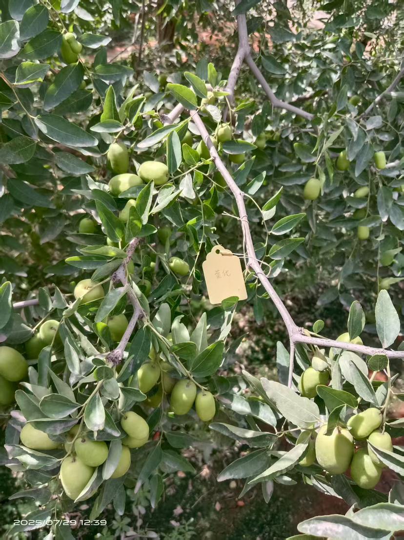 这是棵黄化树，艾乐根处理，100毫升，树盘开浅沟（10㎝），兑水35斤冲施，埋沟。现在产量很棒