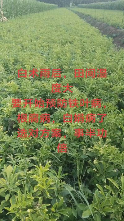雨期过后白术病害要防治了
预防铁叶病，白娟病
现在也进入了膨大期
可以打膨大的