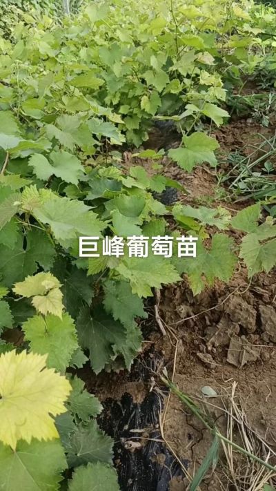 巨峰葡萄苗。一年扦插苗。需要联系。苗圃基地直销！需要联系18534302961