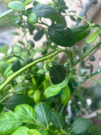 蓝莓白粉虱：从识别到防治的全指南