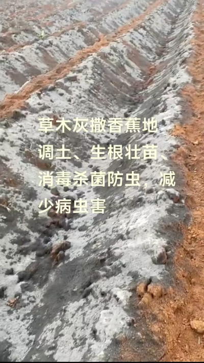 [太阳]纯植物草木灰源头厂家，草木灰广泛适用于各类农作物，是性价比很高的有机肥