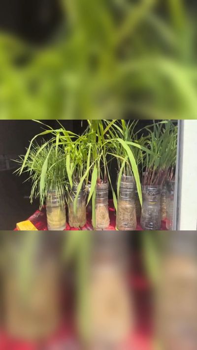 微生物菌剂，出厂前每克添加5亿微生物。最新实验生根育苗，保证不烧苗，促进毛细根增长，抑制病虫害，疏松土壤，保水保肥。近期需要用肥的老板提前联系，19331068337微信同步。