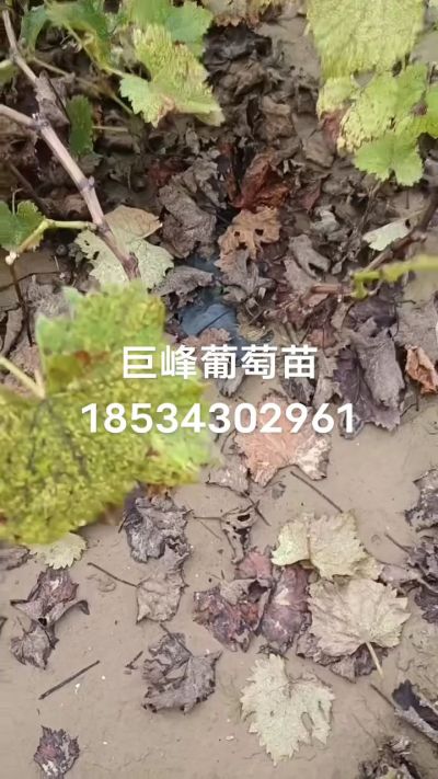 巨峰葡萄苗，一年扦插苗，苗圃基地直销！需要联系18534302961