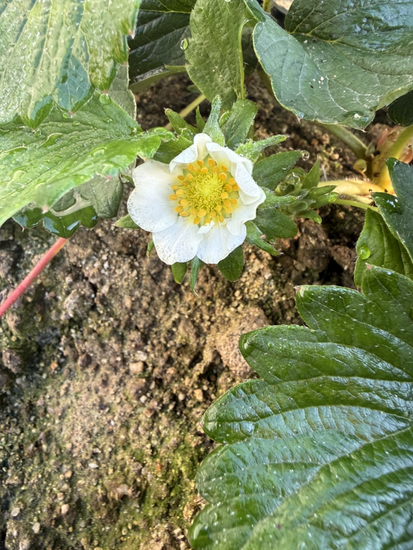 今年的碗苗上花快