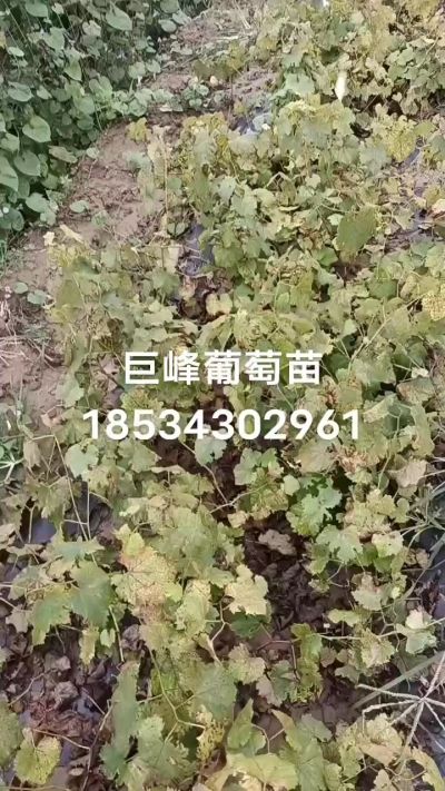 出售早熟巨峰葡萄苗。药用连翘苗，科研五号优质种苗，2/5年苗，药用连翘树，挂果树，全国包邮到家！财富密码18534302961