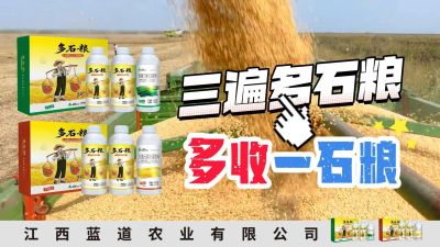 冬季种植，油菜，小麦，草莓等作物的，出现了除草剂药害，黄叶，僵苗，苗不长等问题，马上用多石粮，确保5天见到效果。