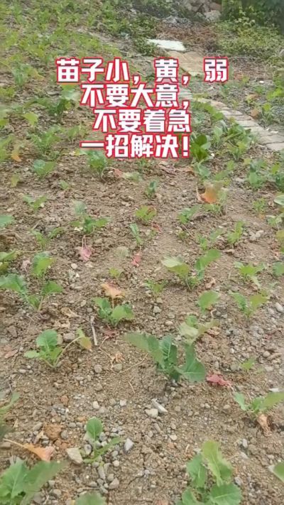 油菜苗子弱苗子小，就用多石粮，5天见效果。