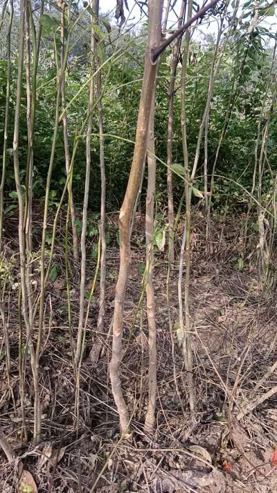 出售臭椿苗，巨峰葡萄苗。药用连翘苗，科研五号优质种苗，2/5年苗，药用连翘树，挂果树，全国包邮到家！财富密码18534302961