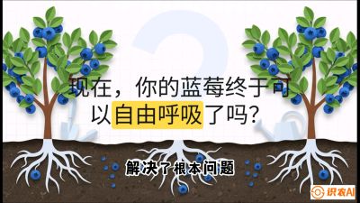 第3节：别把树&ldquo;憋死&rdquo;&mdash;&mdash;正确的定植与换盆手法,   课程：《蓝莓&ldquo;高产&rdquo;实战课：从选苗到丰收的10个关键点》