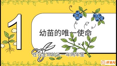 第6节：修剪决定产量（上）&mdash;&mdash;幼苗期与生长期修剪， 课程：《蓝莓&ldquo;高产&rdquo;实战课：从选苗到丰收的10个关键点》