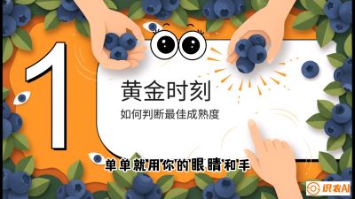 第10节：完美的&ldquo;果粉&rdquo;&mdash;&mdash;采摘时机与保鲜， 课程：《蓝莓&ldquo;高产&rdquo;实战课：从选苗到丰收的10个关键点》