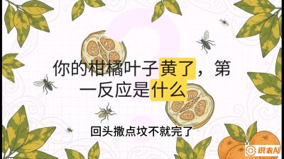 第一节：保命生死线&mdash;&mdash;黄龙病与木虱，课程：《柑橘十大病虫害：从入门到精通》
