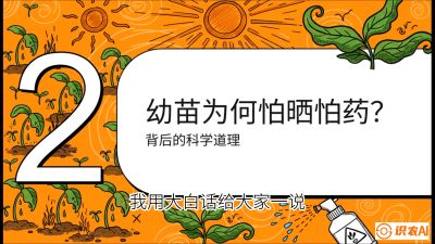第02节：幼树管理&mdash;&mdash;&ldquo;防晒又防草，树势起得早&rdquo;，课程：《槟榔种植：从不懂到精通的10堂必修课》