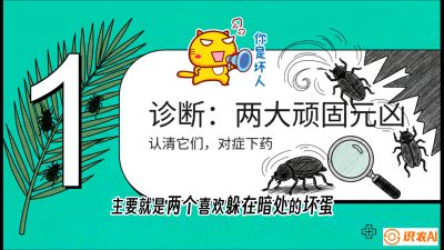 第06节：顽固虫害防治&mdash;&mdash;&ldquo;钻心虫与红蜘蛛，打准时间才服输&rdquo;《槟榔种植：从不懂到精通的10堂必修课》