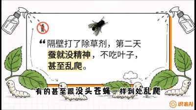 第05节：养蚕人的&ldquo;排雷战&rdquo;&mdash;&mdash;除草剂的生死禁忌，课程：《桑海淘金：桑树高产与蚕桑安全进阶实战课》