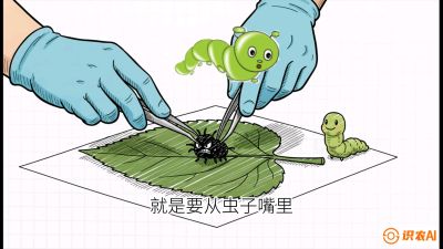 第07节：虫口夺叶（下）&mdash;&mdash;不得不打药时的&ldquo;解毒术&rdquo;，课程：《桑海淘金：桑树高产与蚕桑安全进阶实战课》