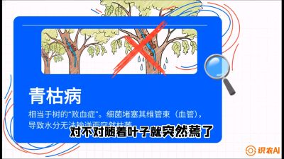 第08节：看不见的杀手&mdash;&mdash;青枯病与萎缩病，课程：《桑海淘金：桑树高产与蚕桑安全进阶实战课》