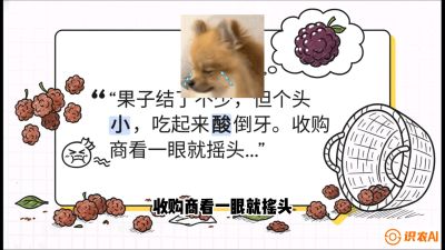 第10节：甜蜜的科学&mdash;&mdash;膨大、增甜与转色，课程：《桑海淘金：桑树高产与蚕桑安全进阶实战课》