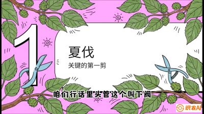 第11节：叶果双收&mdash;&mdash;特殊的夏伐与冬伐，课程：《桑海淘金：桑树高产与蚕桑安全进阶实战课》