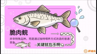 第六节：【老品升级&middot;脆肉鲩】如何让草鱼身价翻倍？，课程：《黄金鳞甲：2025中国淡水鱼高效养殖实战营》