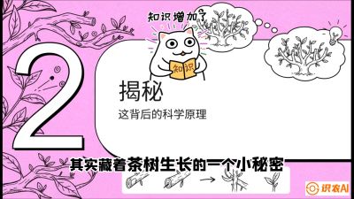 第04节（修剪篇）：树势复活术：从&ldquo;越剪越弱&rdquo;到&ldquo;枝繁叶茂&rdquo;的能量管理与夏秋茶逆袭，课程：《茶金时代：从&ldquo;看天吃饭&rdquo;到&ldquo;精准控局&rdquo;的茶叶高产提质实战课》