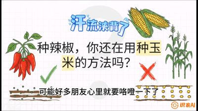 第1节：【品种定江山】工业辣椒vs小米辣：底肥公式与密度陷阱的&ldquo;百万生意经&rdquo;，课程：《辣椒种植实战特训营，从工业辣椒到精品小米辣，教你如何把&ldquo;草&rdquo;种成&ldquo;金&rdquo;》