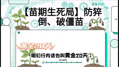 第2节：【苗期生死局】防猝倒、破僵苗，决定后期产量的&ldquo;黄金20天&rdquo;，课程：《辣椒种植实战特训营，从工业辣椒到精品小米辣，教你如何把&ldquo;草&rdquo;种成&ldquo;金&rdquo;》
