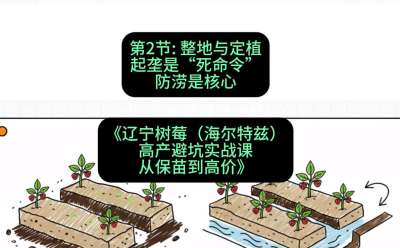 第二节： 整地与定植&mdash;&mdash;起垄是&ldquo;死命令&rdquo;，防涝是核心，课程：《辽宁树莓（海尔特兹）高产避坑实战课：从保苗到高价》