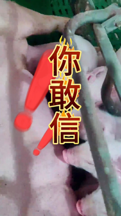小猪抢不到奶，干瘦不长肉？成活率总上不去？😭
自从用上南商农科这款仔猪补奶机，再也没这烦恼！
✅ 一键设置下料参数，新手也能上手
✅ 恒温补奶，小猪抢着喝，长势超均匀
从车间精工组装到猪场落地使用，每