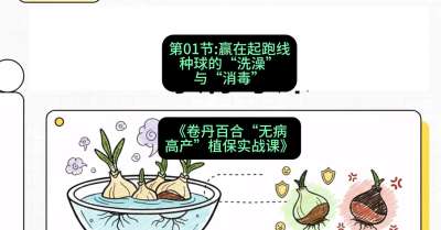 第01节：赢在起跑线&mdash;&mdash;种球的&ldquo;洗澡&rdquo;与&ldquo;消毒&rdquo;，课程：《卷丹百合&ldquo;无病高产&rdquo;植保实战课》#识农AI
