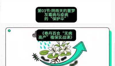 第03节：阴雨天的噩梦&mdash;&mdash;灰霉病与疫病的&ldquo;保护伞&rdquo;，课程：《卷丹百合&ldquo;无病高产&rdquo;植保实战课》#识农AI