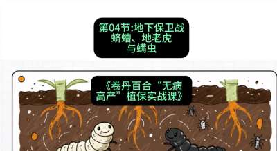 第04节：地下保卫战&mdash;&mdash;蛴螬、地老虎与螨虫 ，课程：《卷丹百合&ldquo;无病高产&rdquo;植保实战课》#识农AI