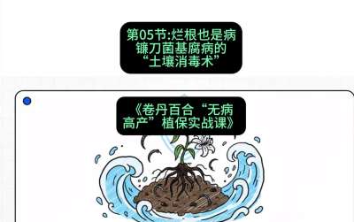 第05节：烂根也是病&mdash;&mdash;镰刀菌基腐病的&ldquo;土壤消毒术&rdquo; ，课程：《卷丹百合&ldquo;无病高产&rdquo;植保实战课》#识农AI