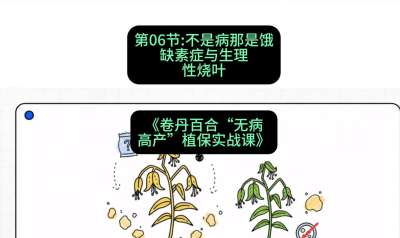 第06节：不是病那是饿&mdash;&mdash;缺素症与生理性烧叶 ，课程：《卷丹百合&ldquo;无病高产&rdquo;植保实战课》#识农AI