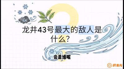 第04节：龙井双璧&mdash;&mdash;龙井43与群体种的差异化护养（重点），课程：《茗茶卫士&mdash;&mdash;茶叶病虫害绿色防控实战课》#识农AI